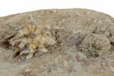 Two Fossil Crinoids (Cyathocrinites & Taxocrinus) - Crawfordsville #188700-4